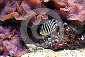 Barred angelfish