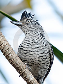 Barred Antshrike