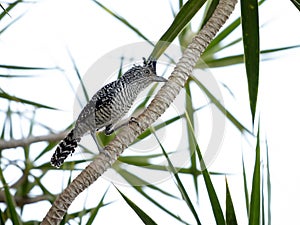 Barred Antshrike