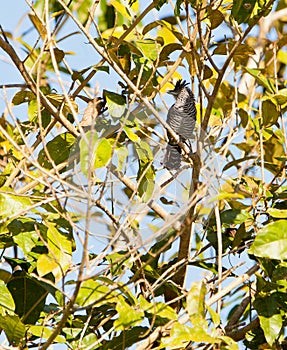 Barred Antshrike