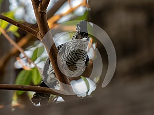 Barred Antshrike photo