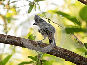 Barred Antshrike photo