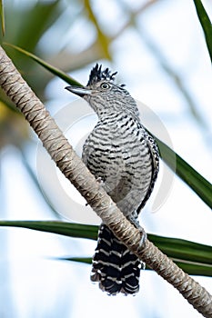 Barred Antshrike photo