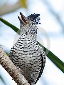 Barred Antshrike photo