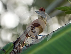 Barred Antshrike Thamnophilus doliatus