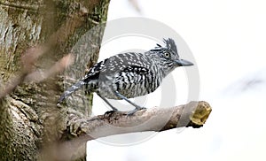 Barred Antshrike Thamnophilus doliatus