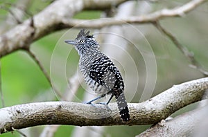 Barred Antshrike Thamnophilus doliatus