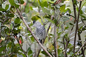 Barred Antshrike Thamnophilus doliatus