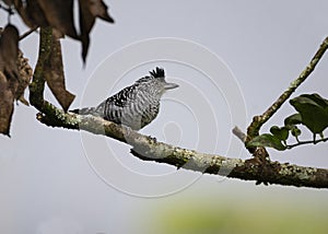 Barred Antshrike Thamnophilus doliatus