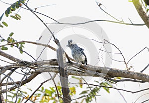 Barred Antshrike (Thamnophilus doliatus) in Brazil