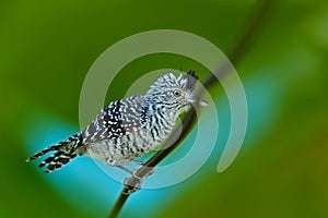 Barred Antshrike, Thamnophilus doliatus, grey rare bird from Trinidad