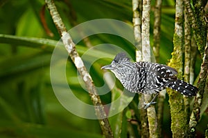 Barred antshrike, Thamnophilus doliatus, passerine bird in the antbird family, Trinidad and Tobago. Wild motley bird in the nature