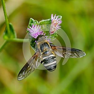 Barred bee fly - Exoprosopa fasciata - with great wing and fuzzy furry body detail. On summer blooming purple flowers of Tall