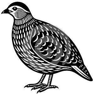 A barred button quail silhouette vector illustration.