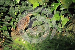 Barred buttonquail