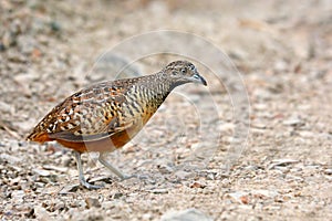 Barred Buttonquail bird