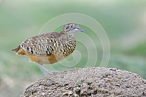 Barred buttonquail or common bustard-quail Turnix suscitator common ground living bird in thailand but not easy to shoot in