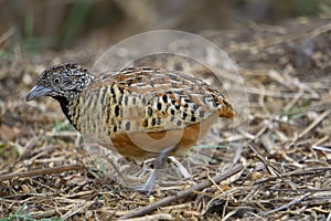 Barred buttonquail or common bustard-quail, Turnix suscitator, Satara