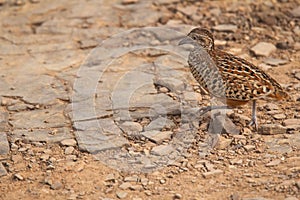 Barred buttonquail, Turnix suscitator, Ranthambhore Tiger Reserve, Rajasthan, India