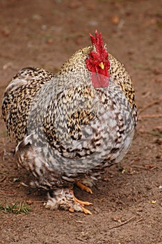 Barred Cochin chicken