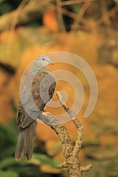 Barred cuckoo-Dove