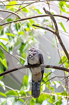 Barred Cuckoo Pigeon (Ducula mullerii) in Malaysia