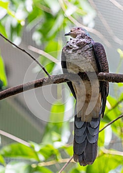 Barred Cuckoo Pigeon (Ducula mullerii) in Malaysia