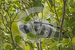 Barred Cuckooshrike in Queensland Australia