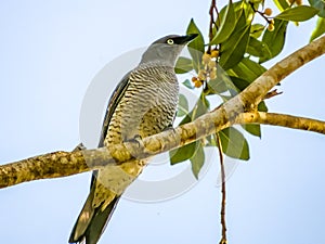 Barred Cuckooshrike in Queensland Australia