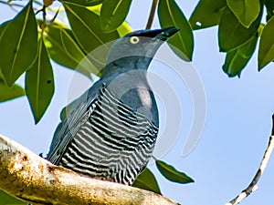 Barred Cuckooshrike in Queensland Australia