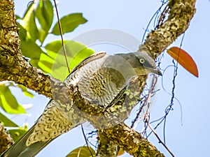 Barred Cuckooshrike in Queensland Australia