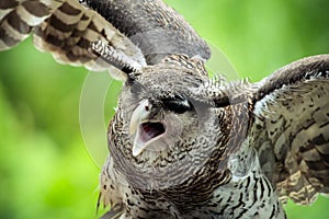 Barred Eagle Owl