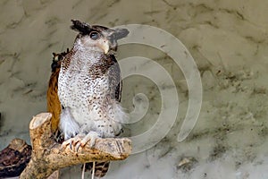 The barred eagle-owl