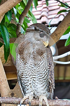 Barred eagle owl.