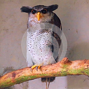 Barred eagle-owl bird sitting on tree branch