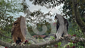 Barred eagle-owl Birds and Buffy fish owl Birds on a tree branch