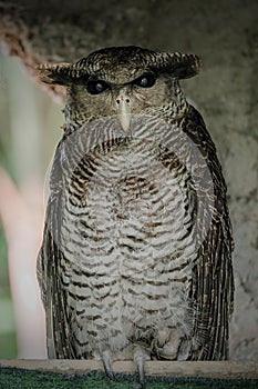 Barred eagle-owl, Bubo sumatranus