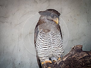 The barred eagle-owl (Bubo sumatranus)