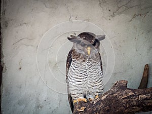 The barred eagle-owl (Bubo sumatranus)