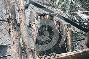 The barred eagle-owl Bubo sumatranus, also called Beluk jampuk or Malay eagle-owl on the branch.