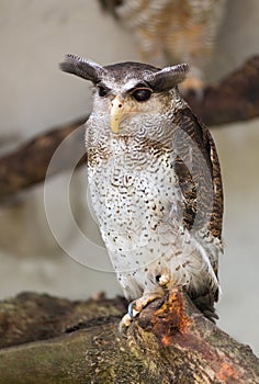 Barred eagle owl, Bubo sumatranus