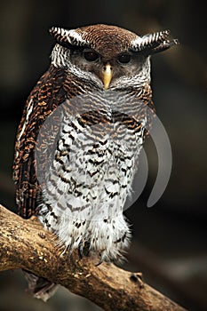 Barred Eagle Owl, Bubo sumatranus, Malaysia