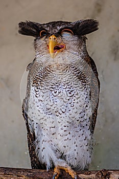 Barred eagle-owl, Bubo sumatranus