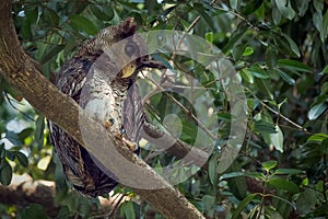 Barred eagle-owl, Bubo sumatranus perching on branch