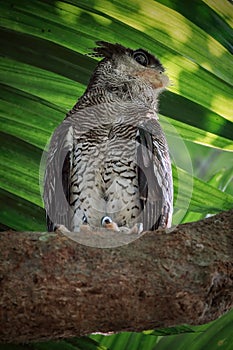 Barred eagle-owl, Bubo sumatranus perching on branch