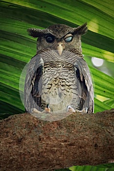 Barred eagle-owl, Bubo sumatranus perching on branch