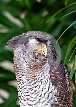 Barred Eagle-Owl (Bubo sumatranus) in Southeast Asia