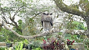 Barred eagle-owl (Ketupa sumatrana), also called the Malay eagle-owl