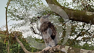 Barred eagle-owl (Ketupa sumatrana), also called the Malay eagle-owl