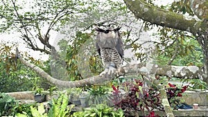 Barred eagle-owl (Ketupa sumatrana), also called the Malay eagle-owl on a tree branch
